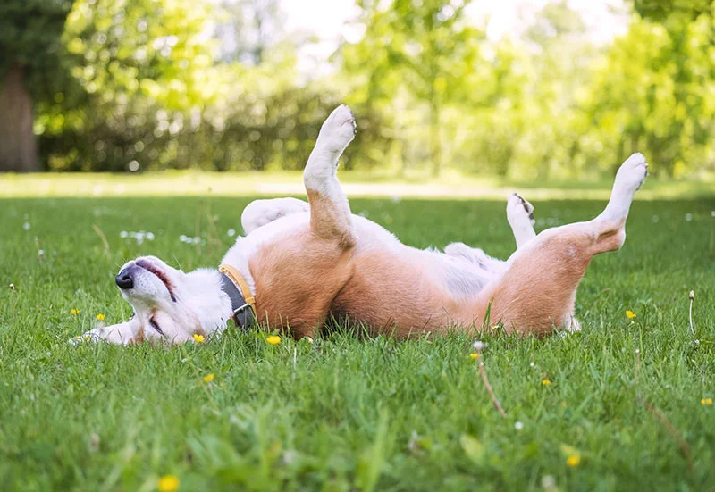 09-generic-stock-happy-dog-back-on-grass-istock-1227427227-800x551-opt_2